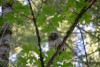 Barred Owl