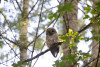 Barred Owl