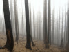 Eerie Fog