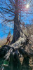 roots and crown